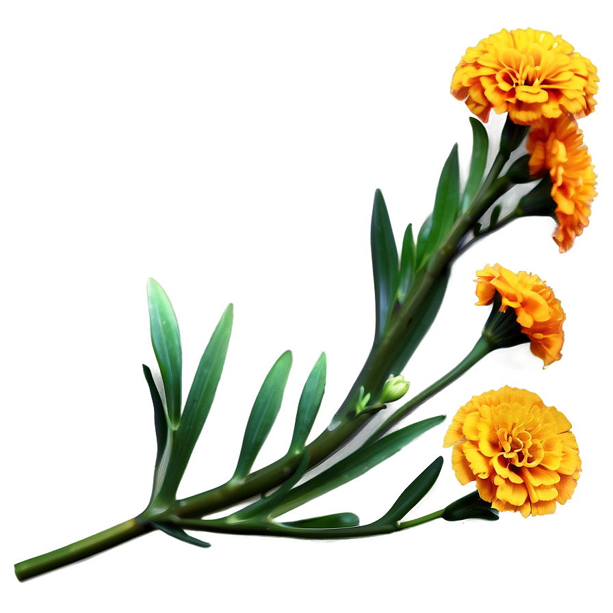 Marigold Clipart Png 80