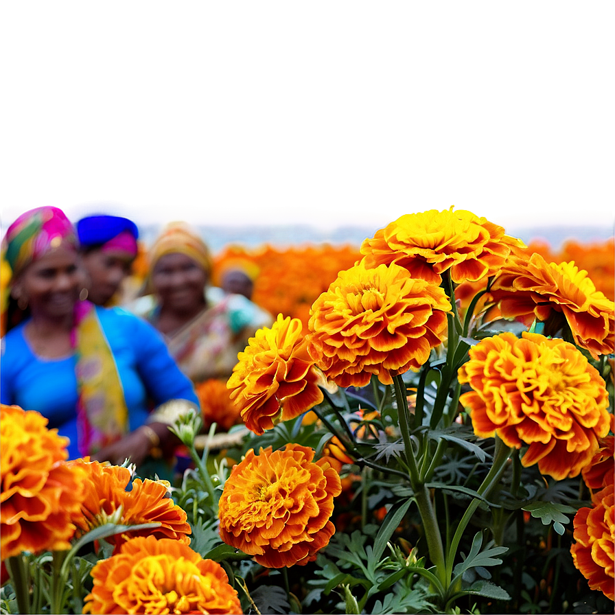 Marigold Fest Png Axr