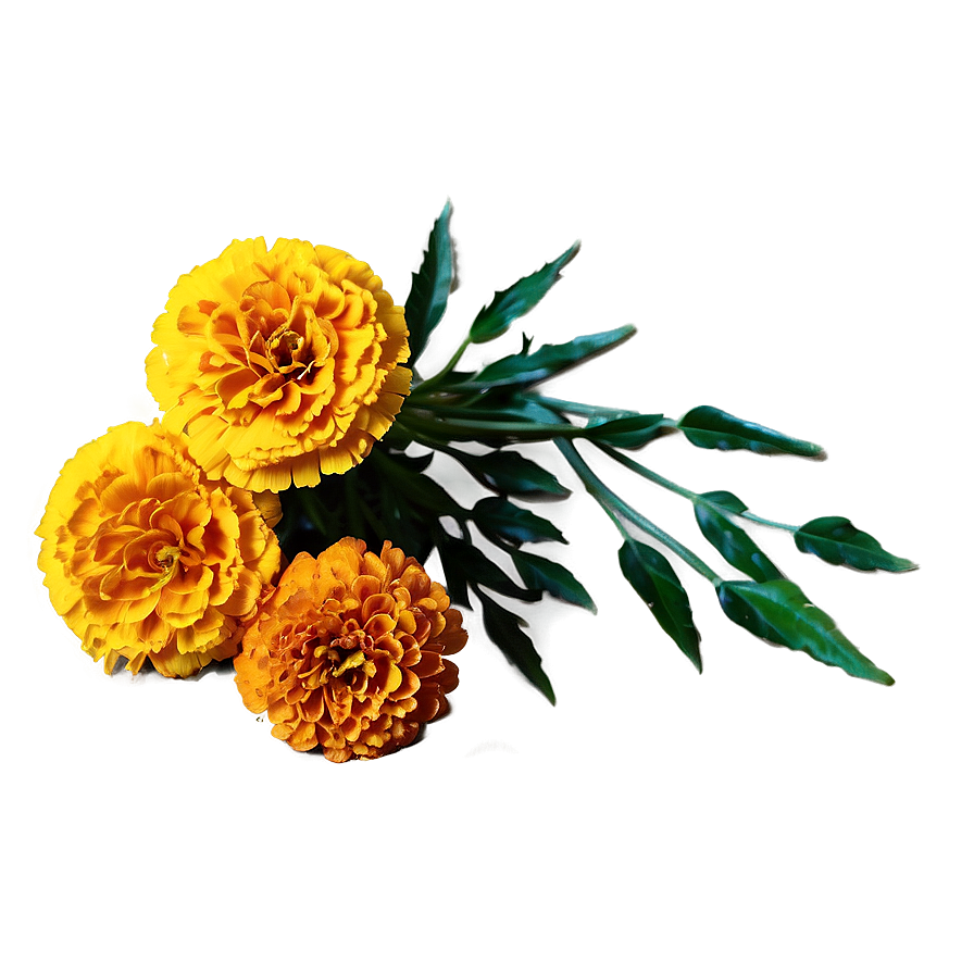 Marigold Festival Png Ady