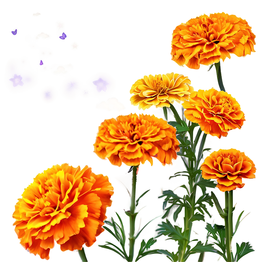 Marigold Field Png 4