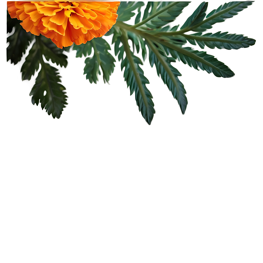 Marigold Floral Arrangement Png 49