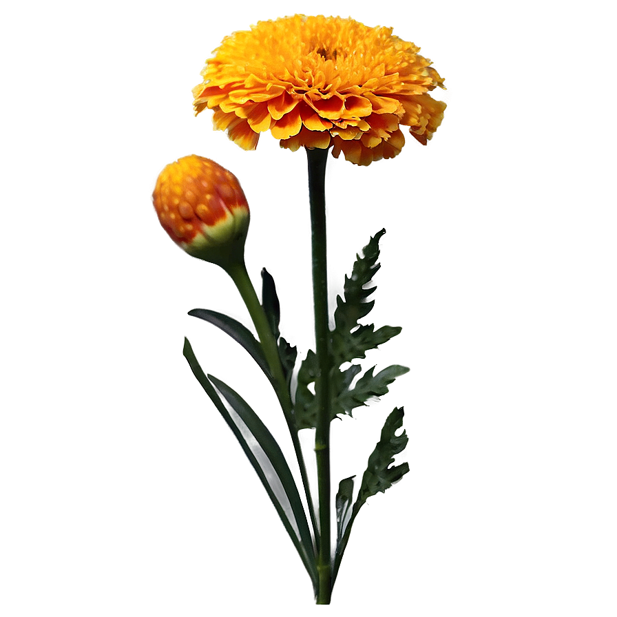 Marigold Floral Arrangement Png Ulu