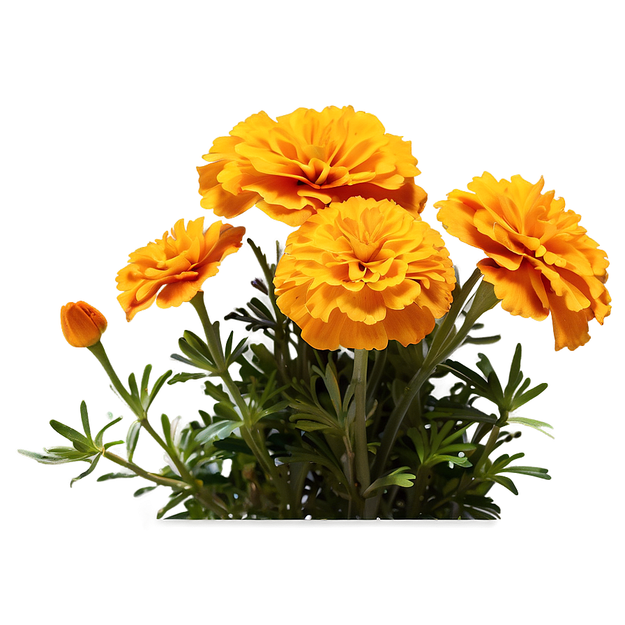 Marigold Flower Bush Png Qac