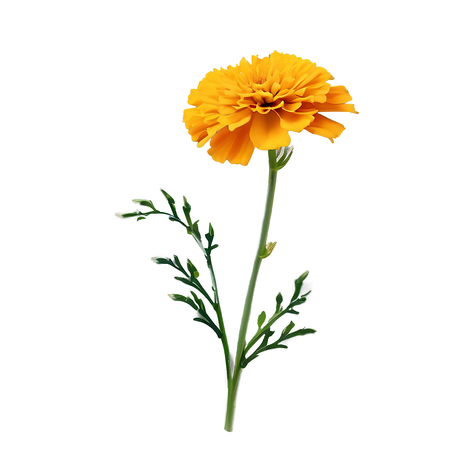 Marigold Flower Png 06112024