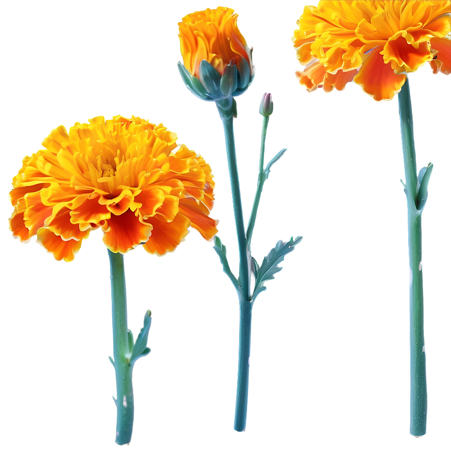 Marigold Flower Png Sqq