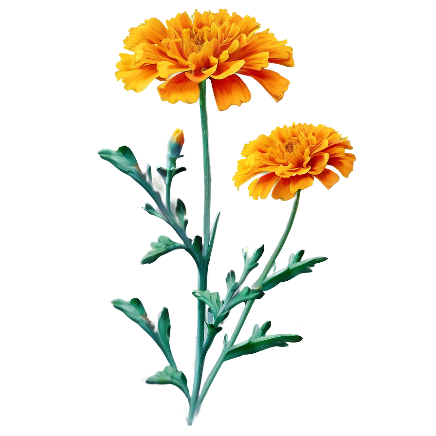 Marigold Herbal Remedy Png Xqu