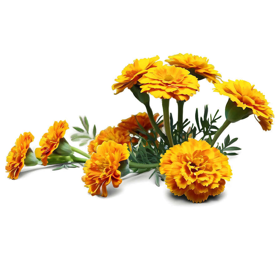 Marigold Illustration Png Pxy