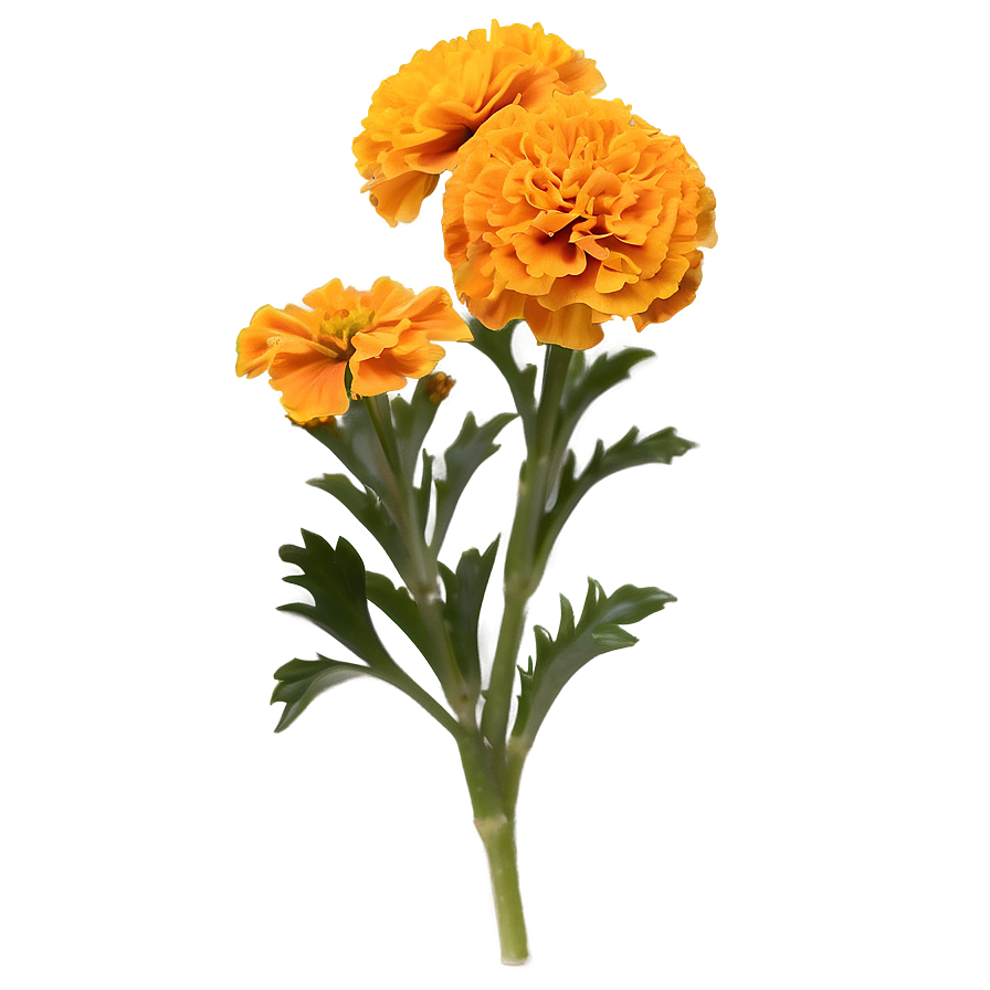 Marigold In Nature Png Hws