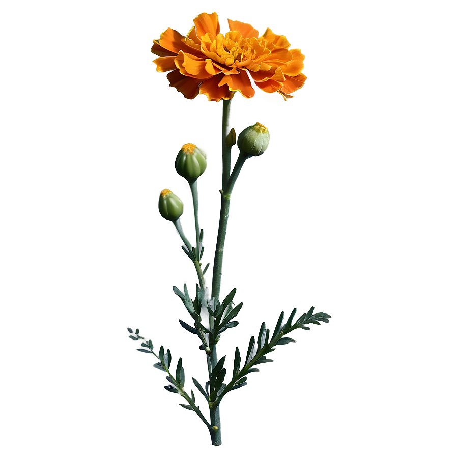 Marigold On White Background Png Tvh62