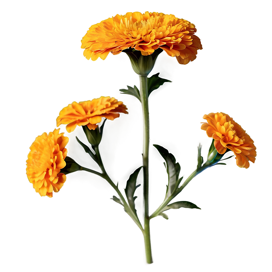 Marigold Traditional Use Png 06112024