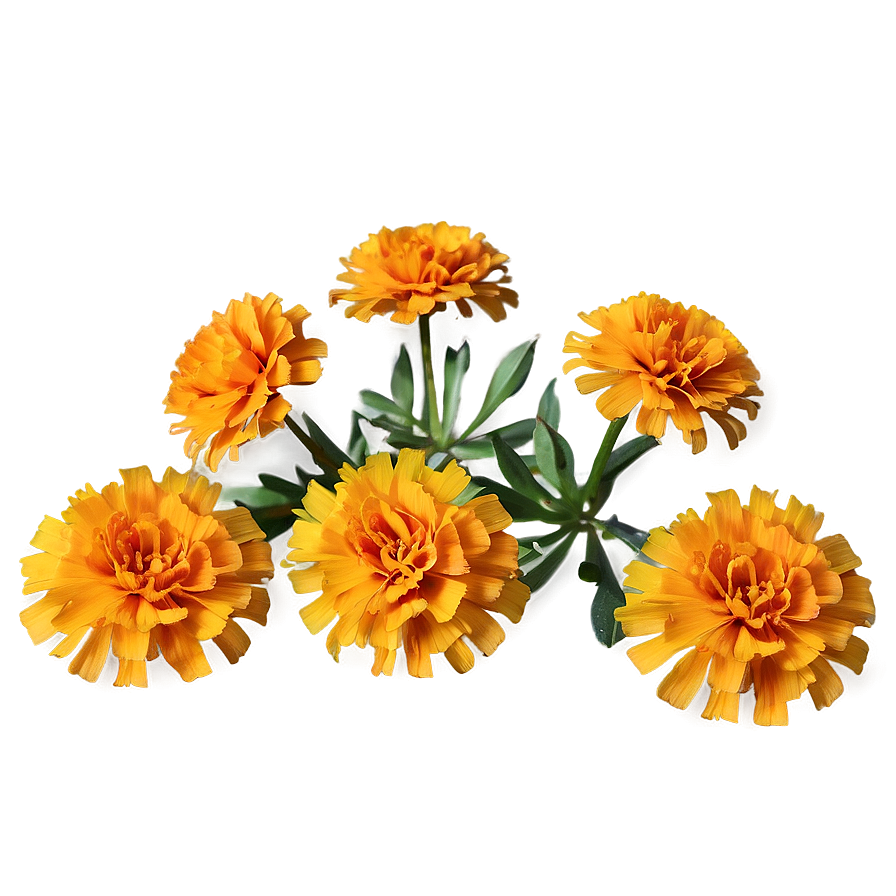 Marigold Traditional Use Png Cyi