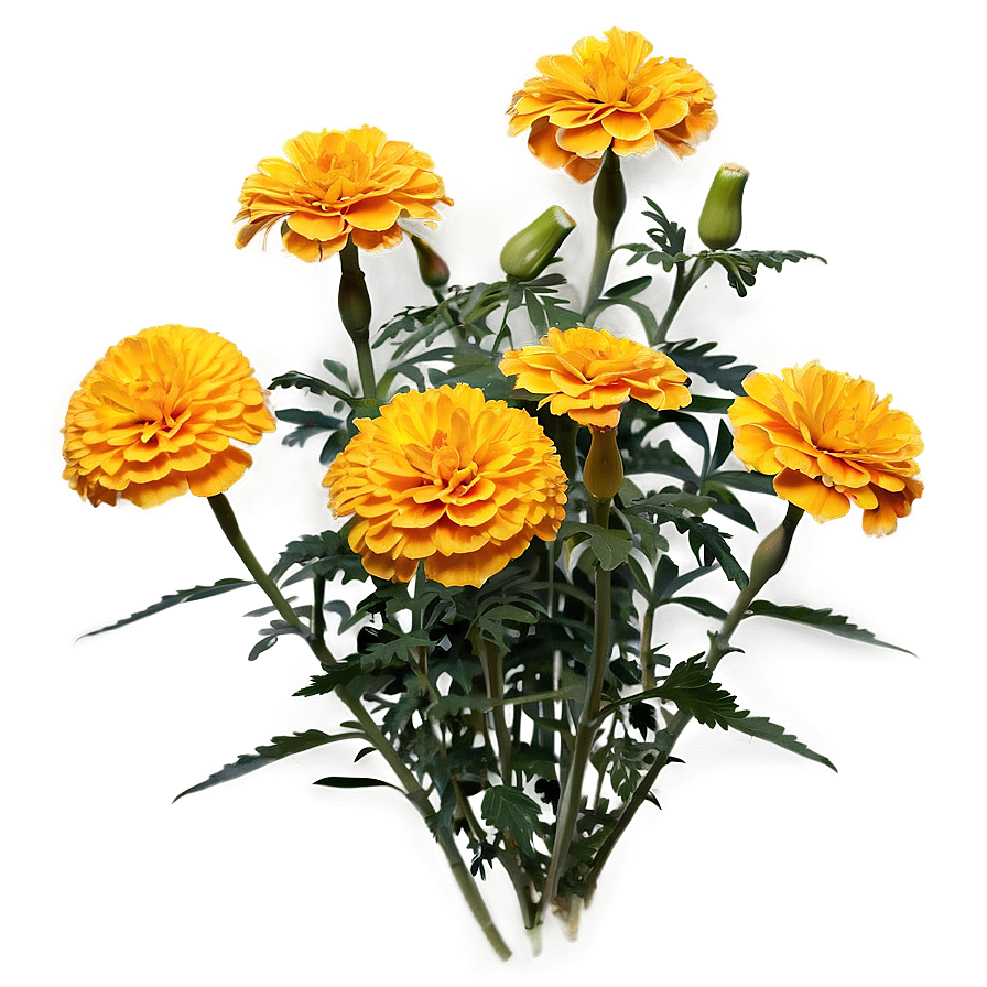 Marigold Traditional Use Png Efd60