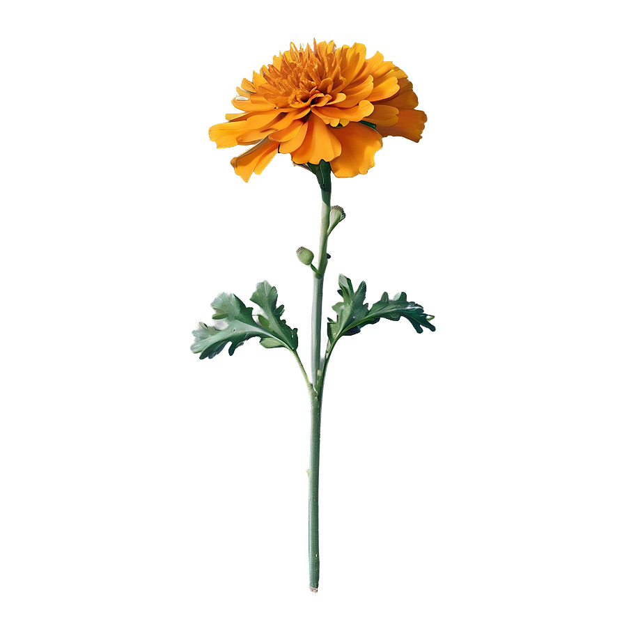 Marigold Vintage Png 06112024