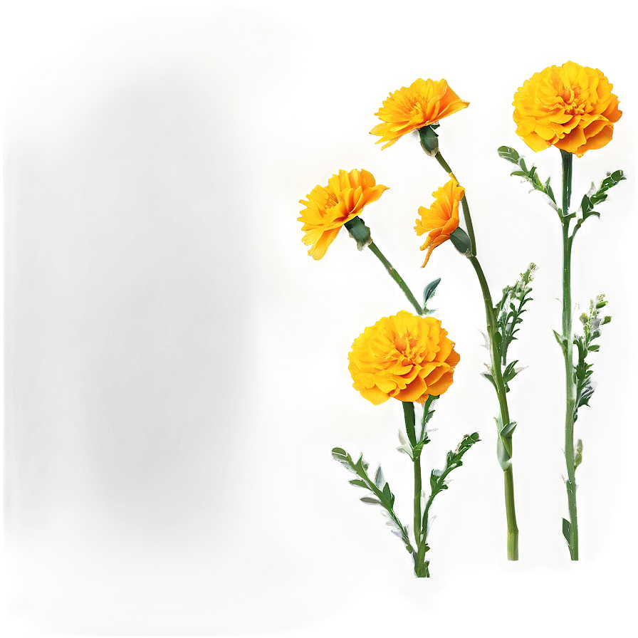 Marigolds Background Png Lxm