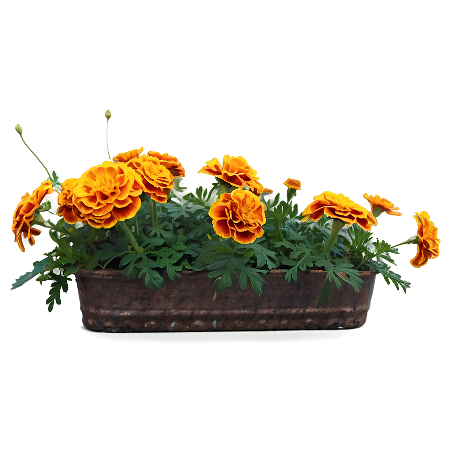 Marigolds In Bloom Png Awf