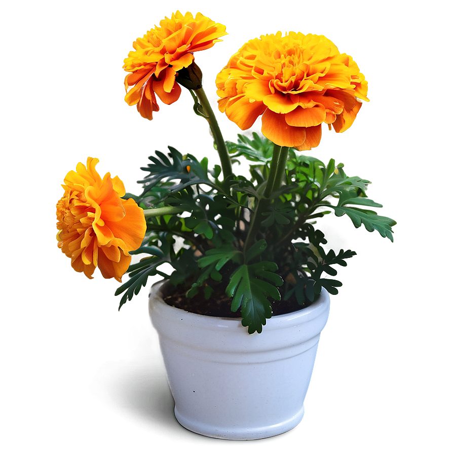 Marigolds In Sunshine Png Ace