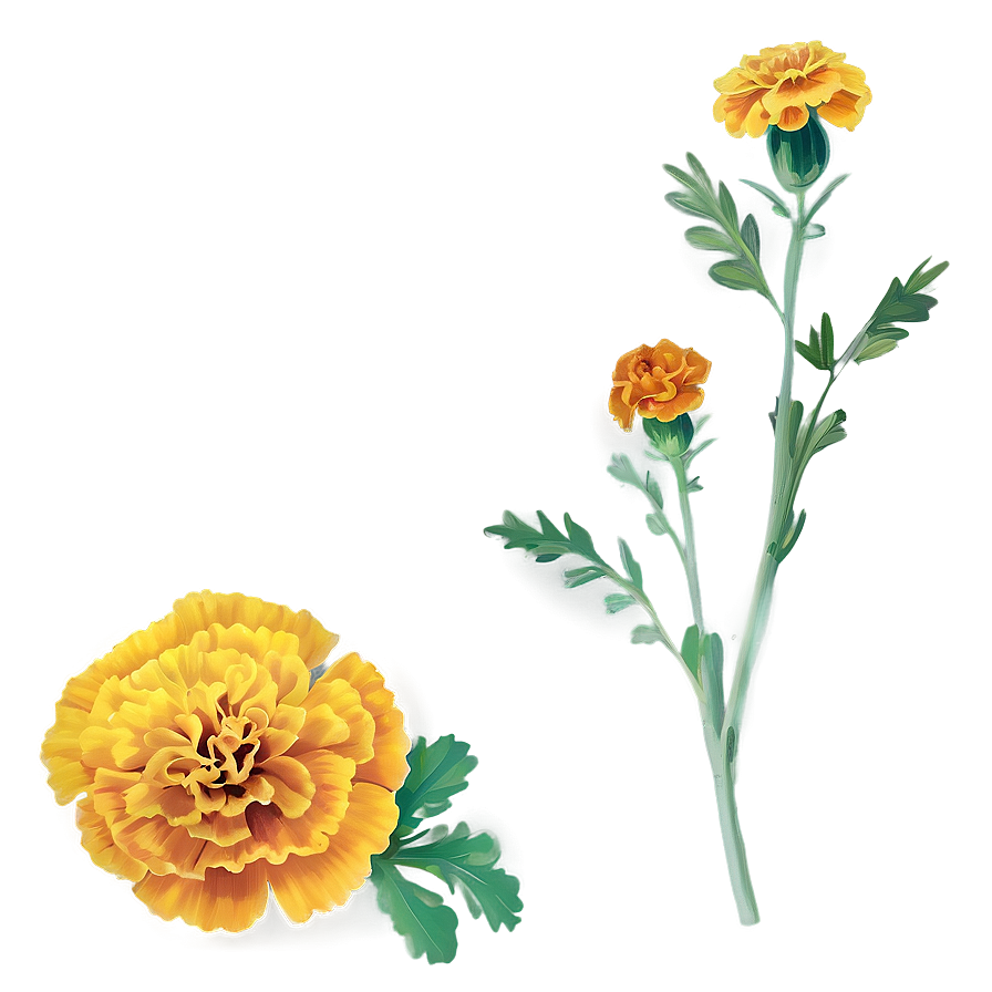 Marigolds On White Background Png Rtg59