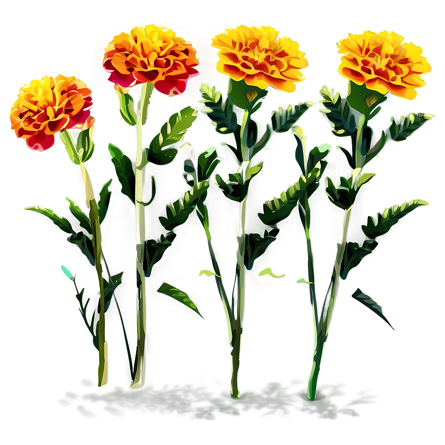 Marigolds Vector Art Png Qnr