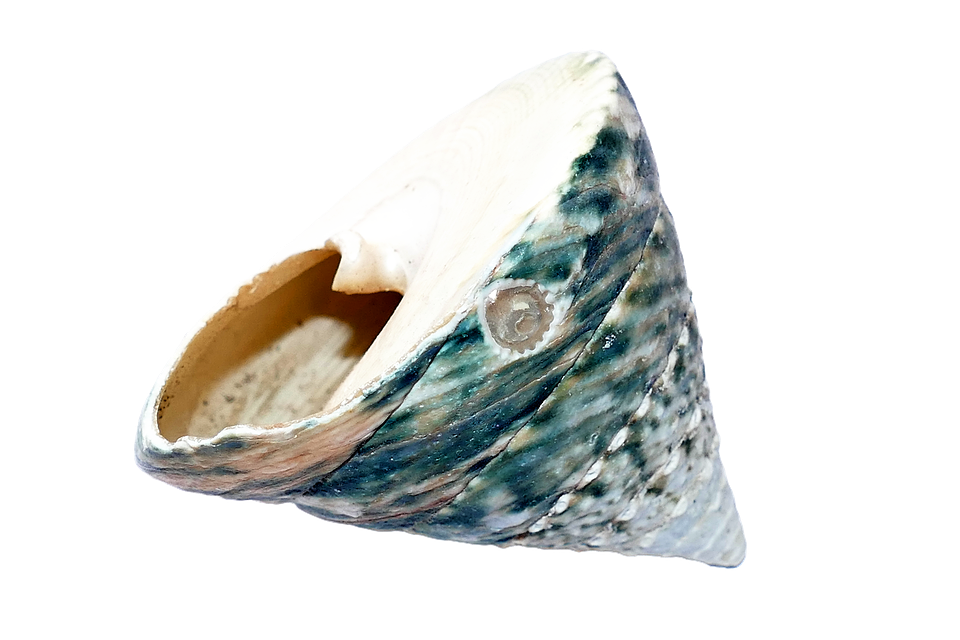 Marine Conch Shell Isolated