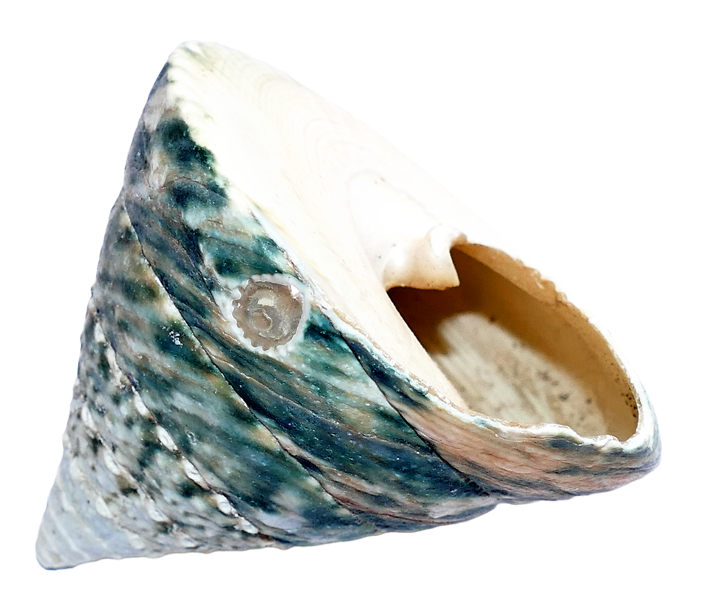 Marine Conch Shell Isolated