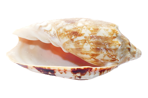 Marine Conch Shell