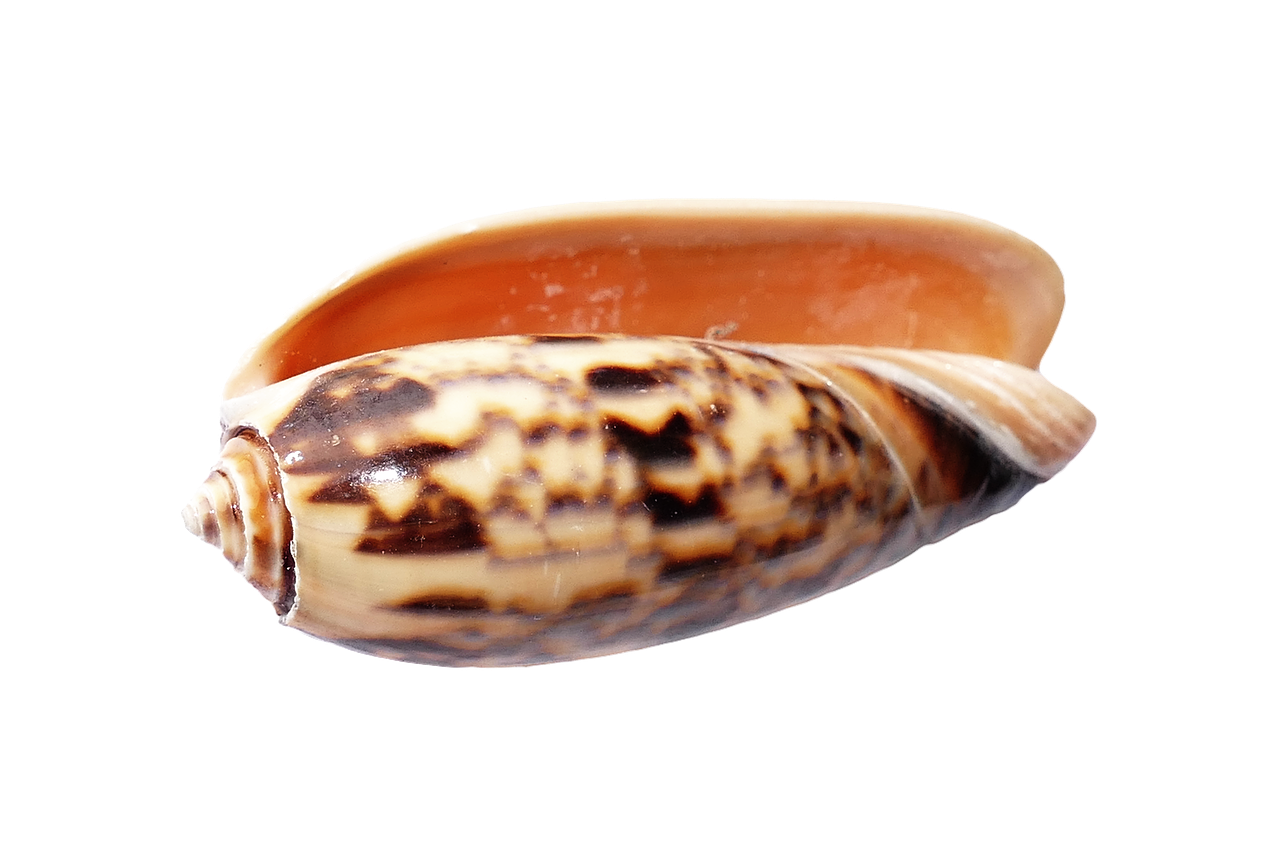 Marine Cone Snail Shell