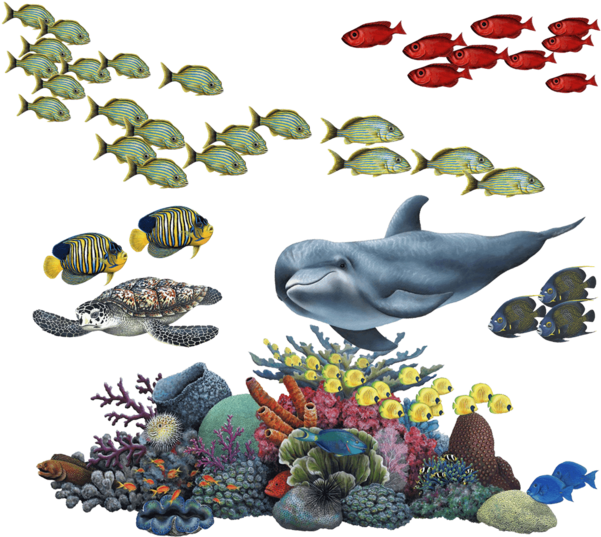 Marine_ Life_and_ Coral_ Reef_ Illustration.png