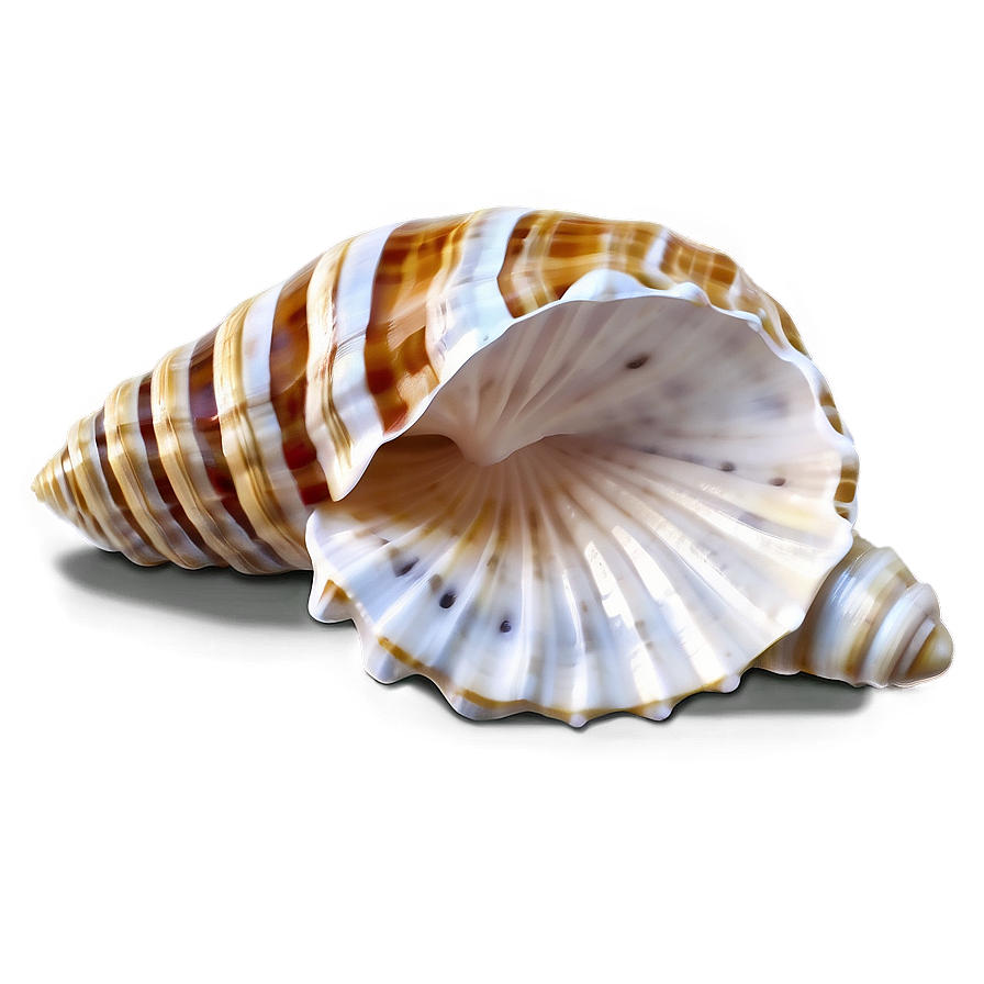 Marine Seashell Clipart Png 06262024