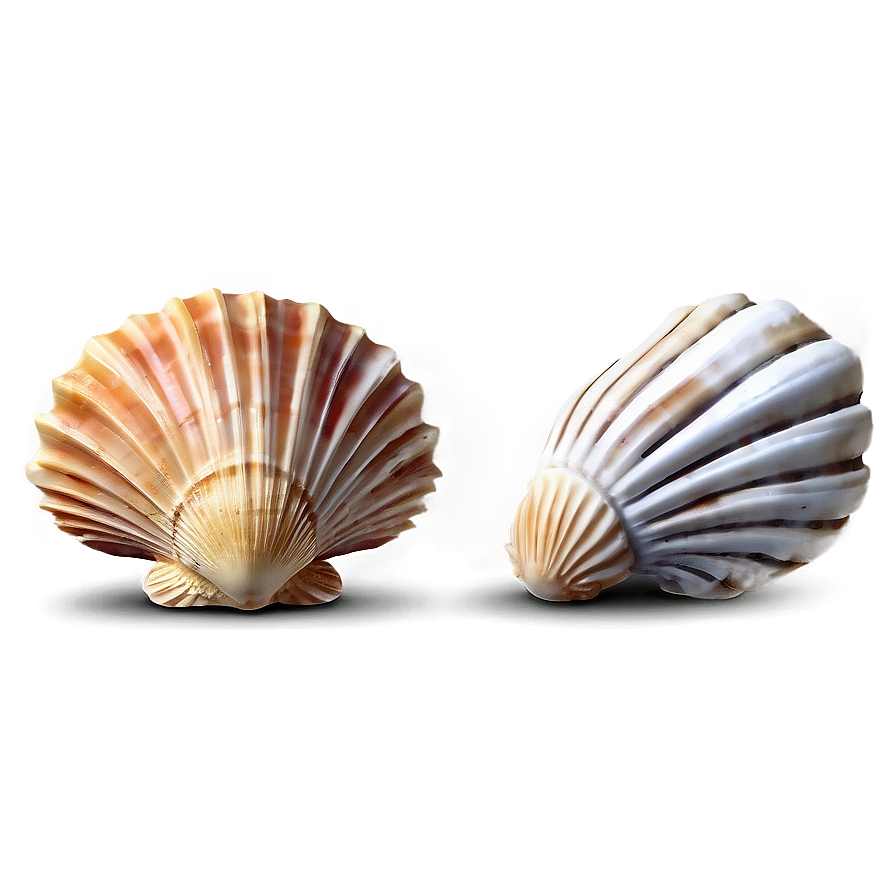 Marine Shells Set Png Dei