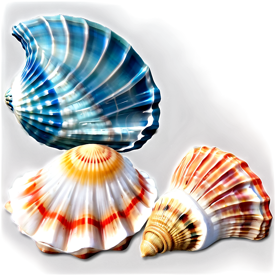 Marine Shells Set Png Fcc