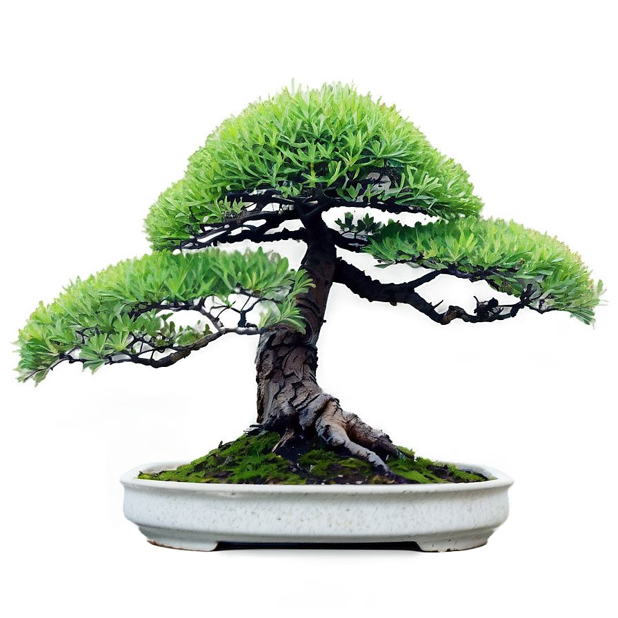 Mature Bonsai Tree Png 19