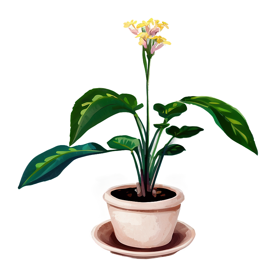 Medicinal Houseplant Png 50