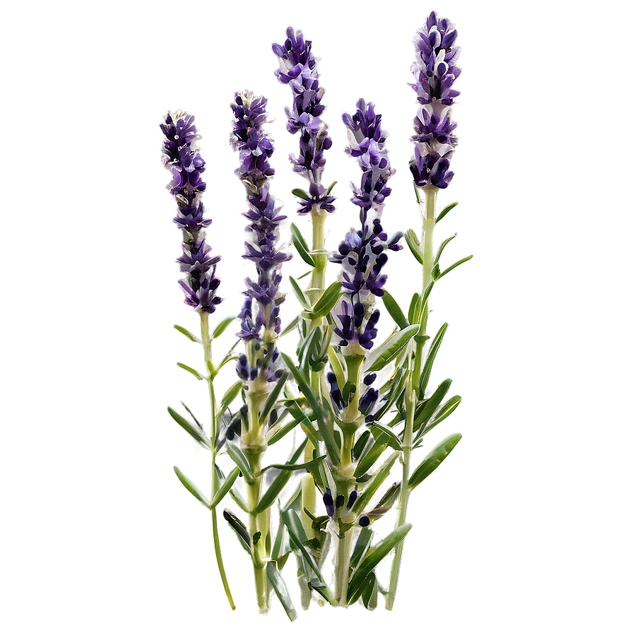 Medicinal Lavender Plant Png 06282024