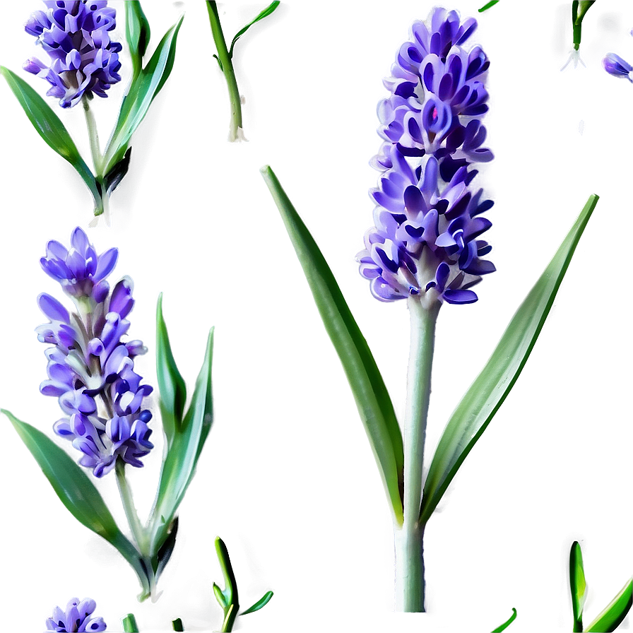 Medicinal Lavender Plant Png 06282024