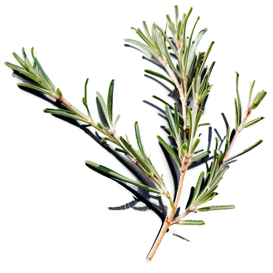 Medicinal Rosemary Properties Png 1