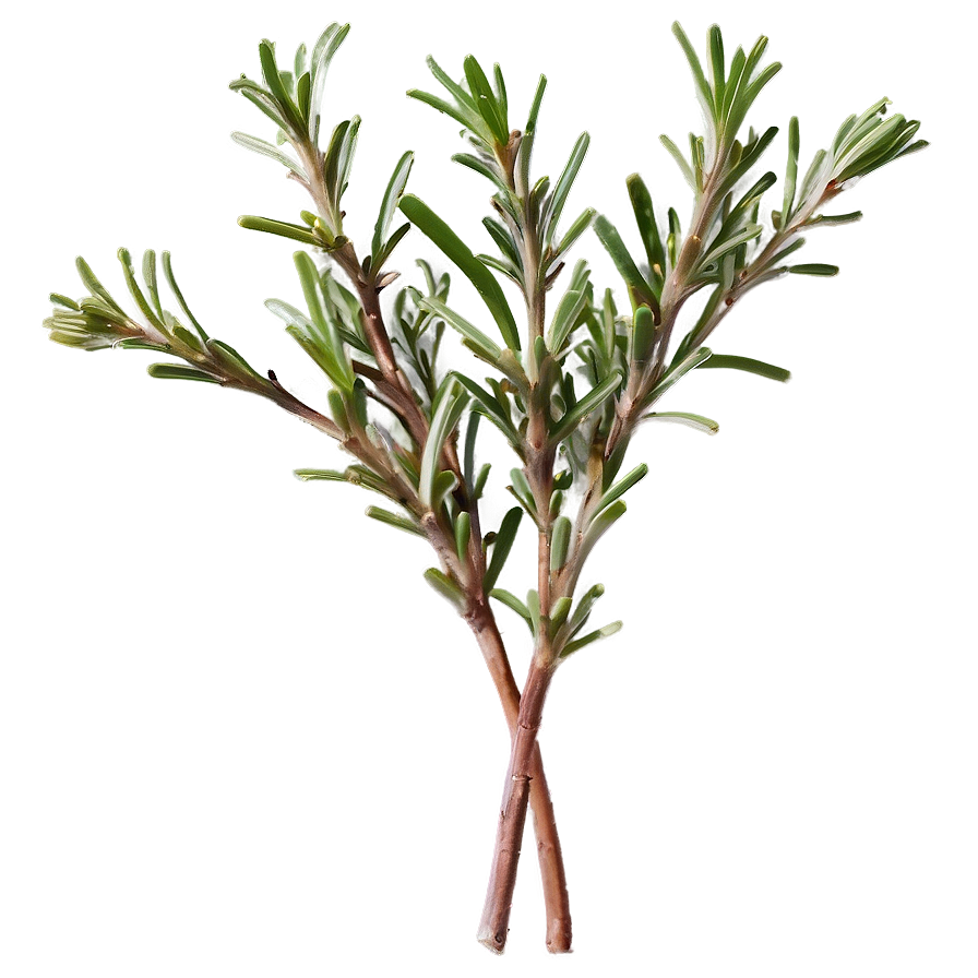 Medicinal Rosemary Properties Png 86