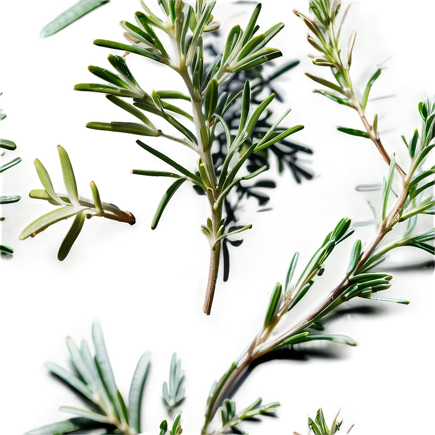 Medicinal Rosemary Properties Png Glc