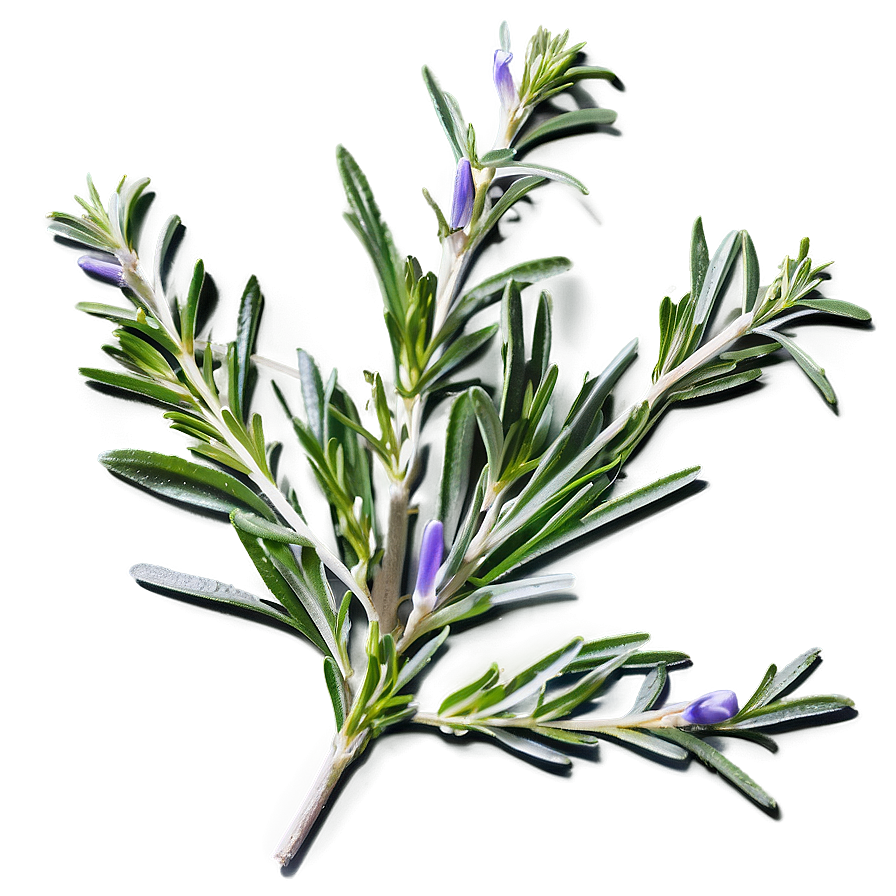 Medicinal Rosemary Properties Png Rup59