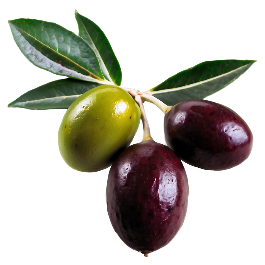 Mediterranean Olive Png 45