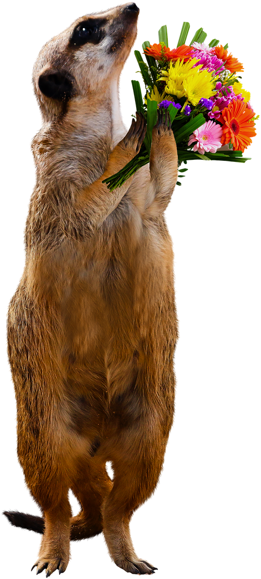 Meerkat With Flowers.png