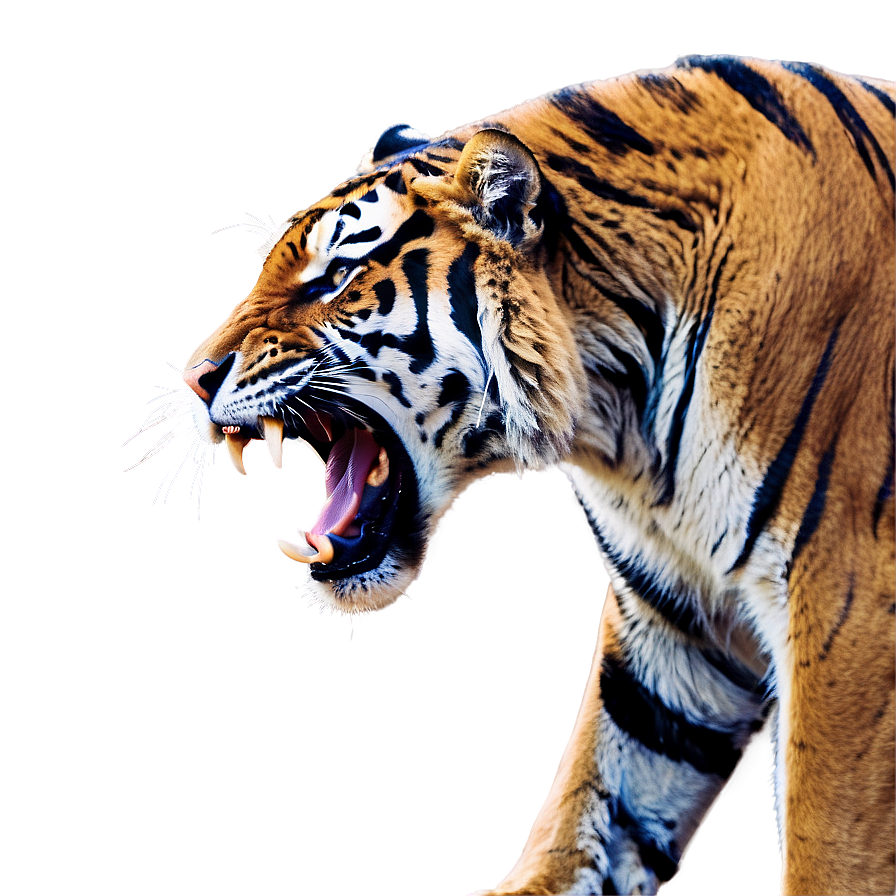 Menacing Tiger Roar Png 55