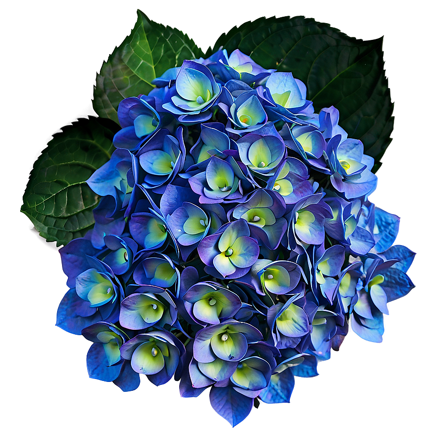 Mesmerizing Hydrangea Png 06252024