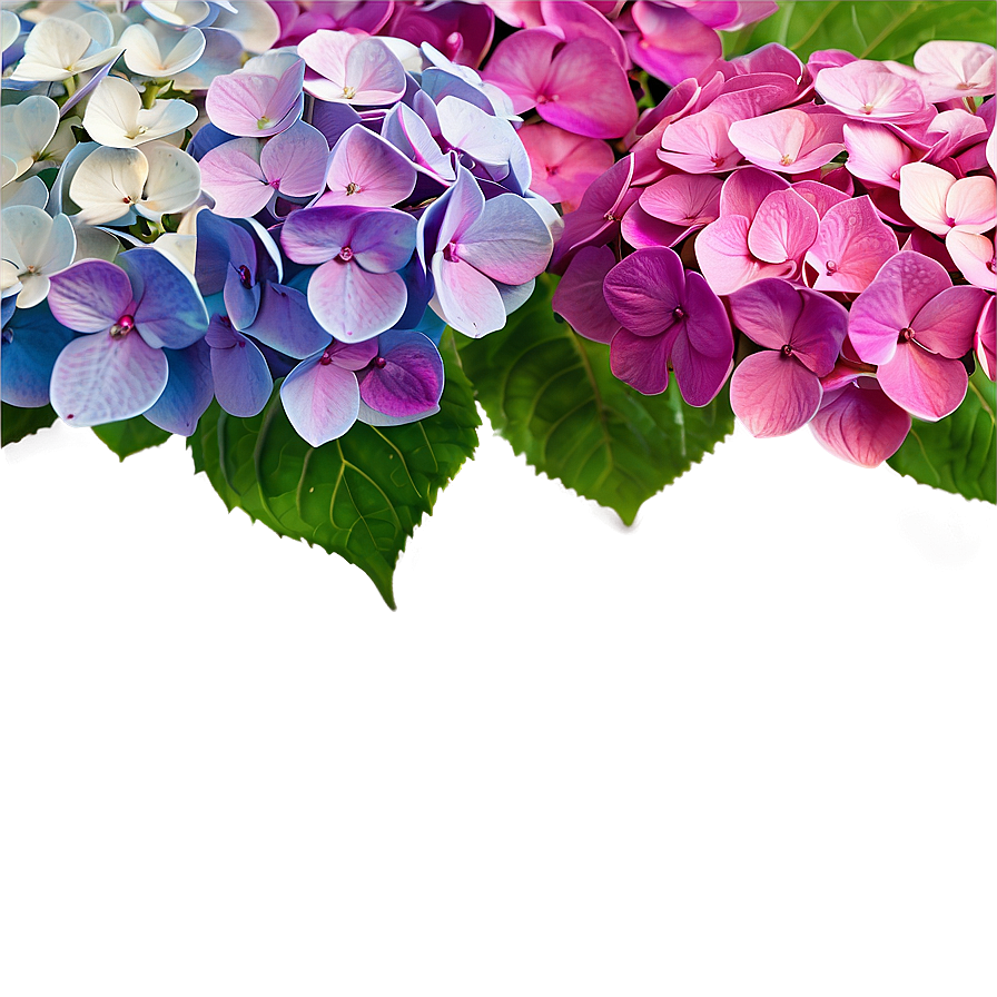 Mesmerizing Hydrangea Png 06252024