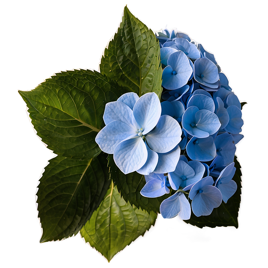 Mesmerizing Hydrangea Png Lew