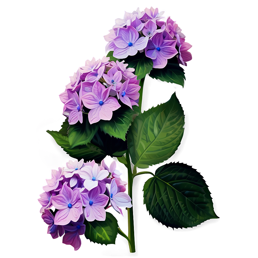 Mesmerizing Hydrangea Png Qje95