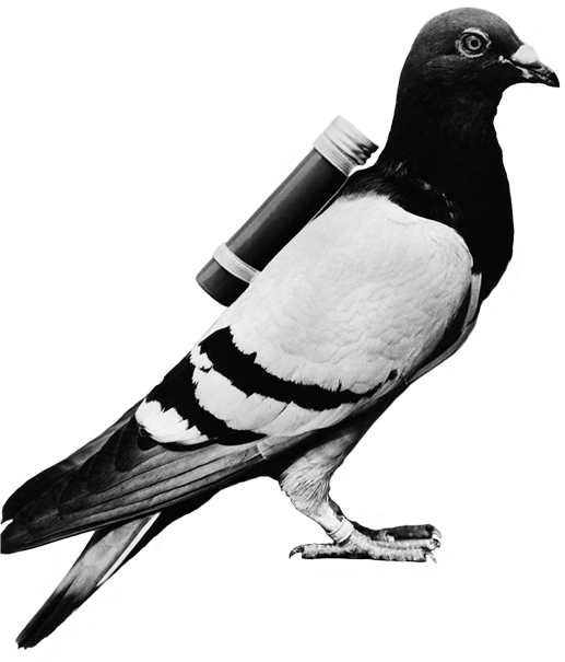 Messenger Pigeonwith Scroll