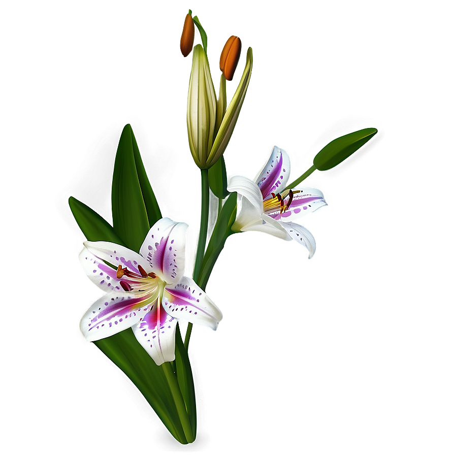 Mexican Lily Flowers Png 06202024