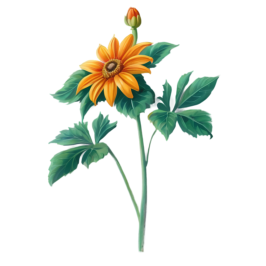 Mexican Sunflower Png 4