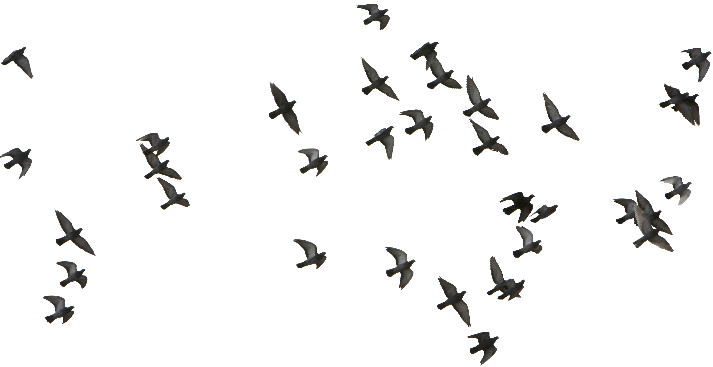 Migratory_ Birds_ In_ Flight