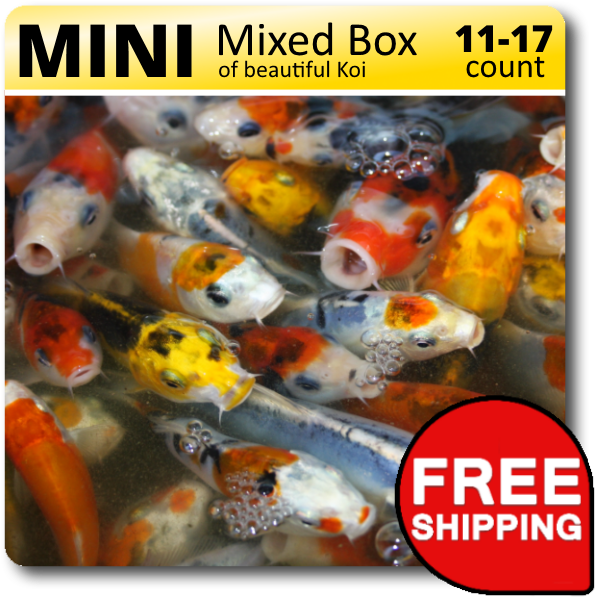 Mini Mixed Box Beautiful Koi Free Shipping